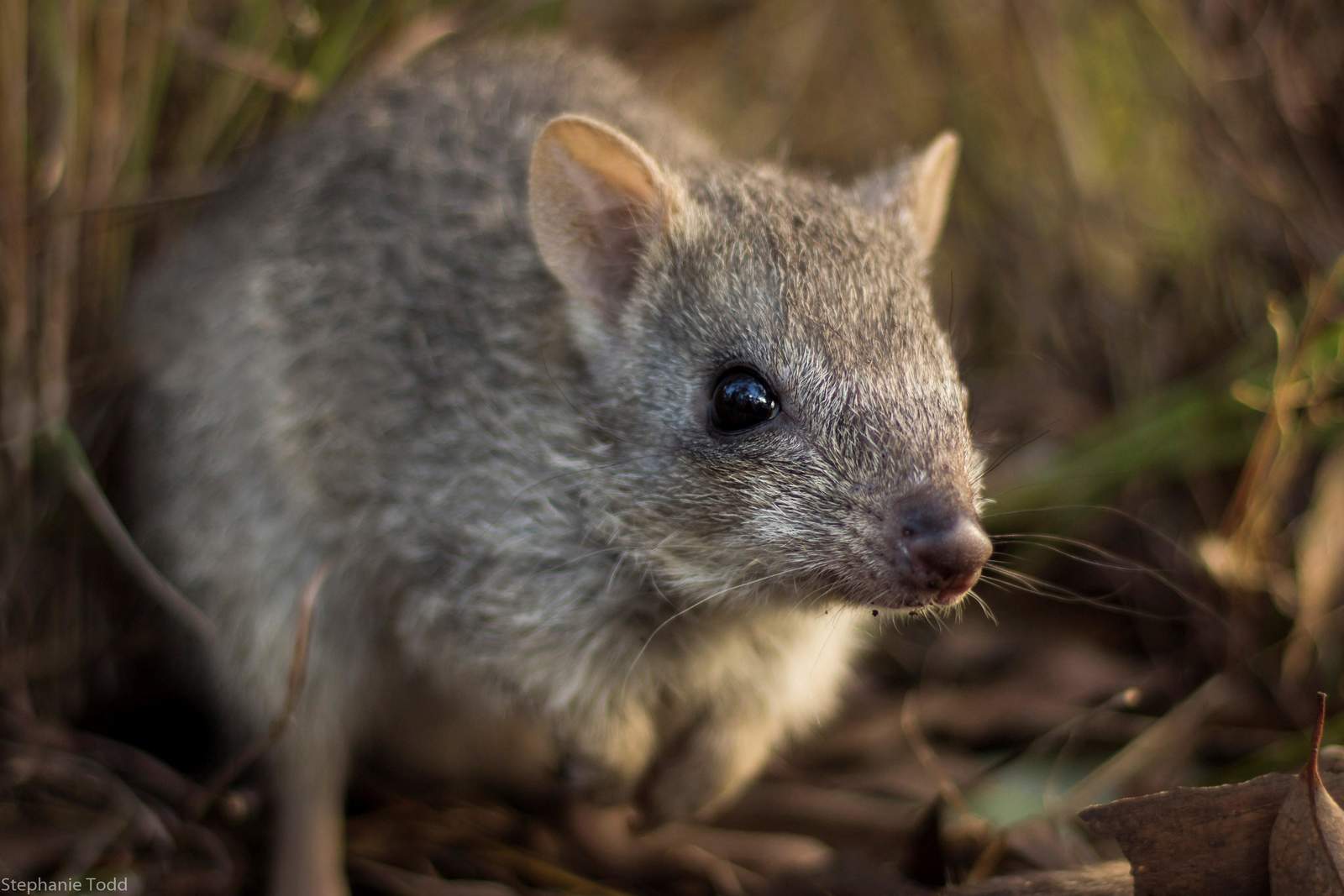 Desaparece el bettong del norte. Noticias en tiempo real