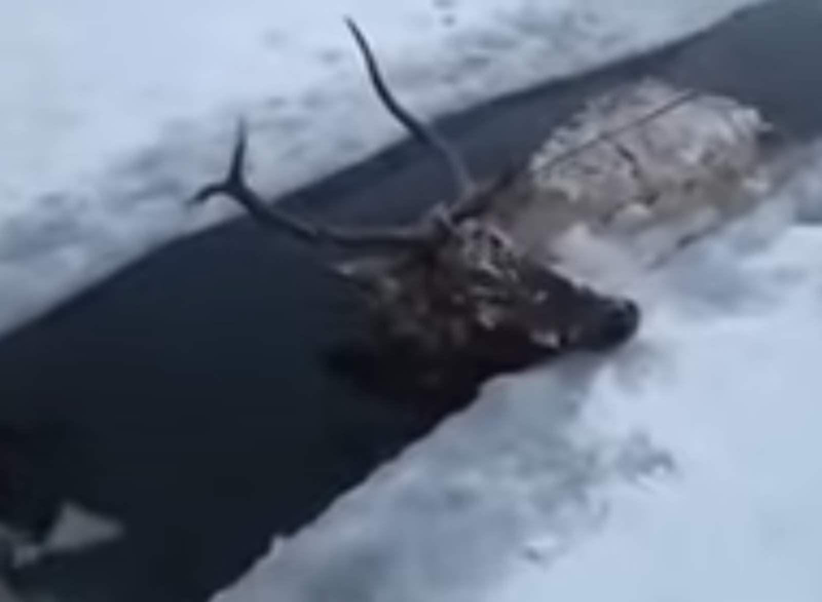 Rescatan a un ciervo atrapado en aguas congeladas. Noticias en tiempo real