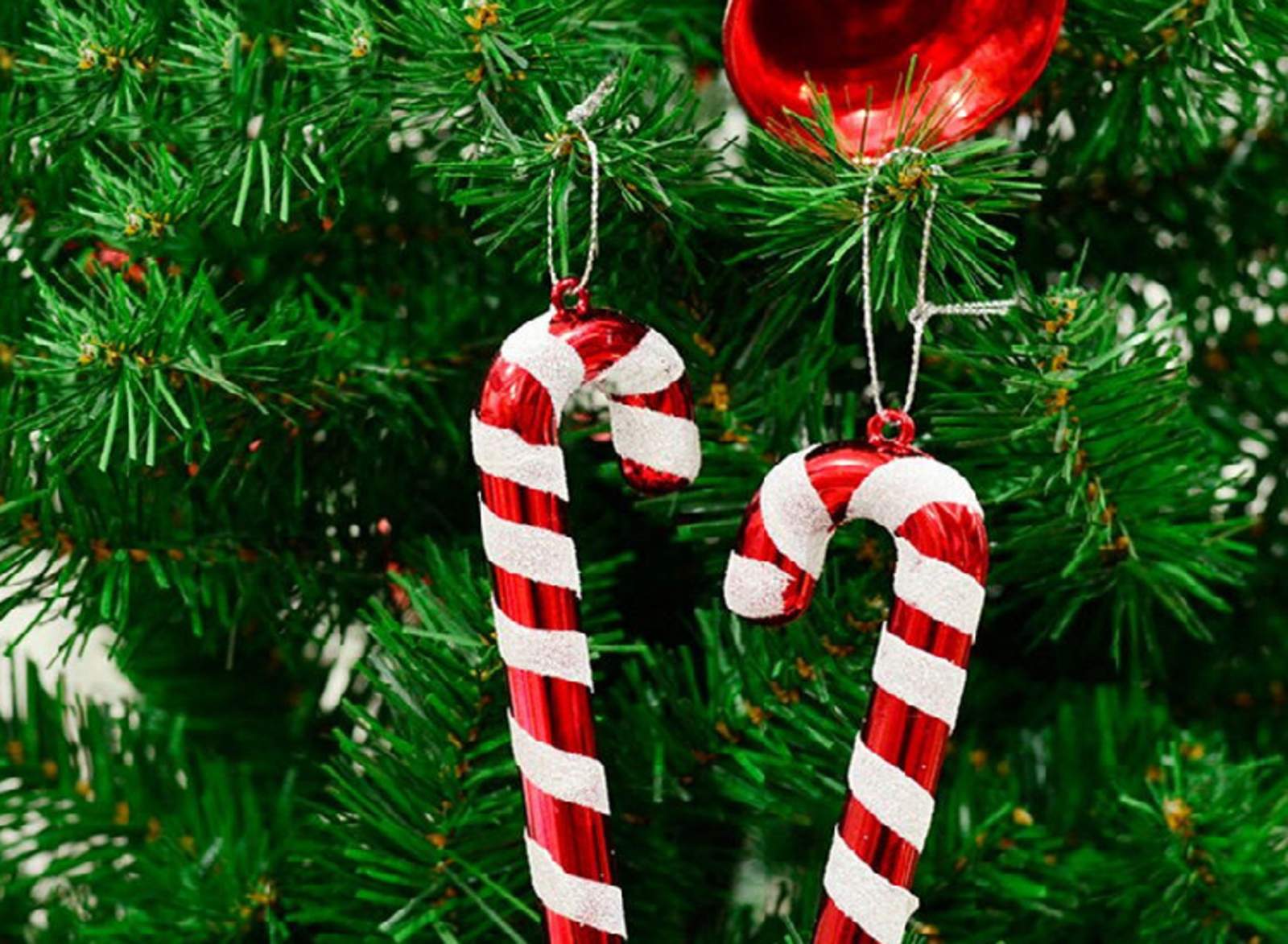 Directora prohíbe decorar con árboles de navidad los salones. Noticias en tiempo real