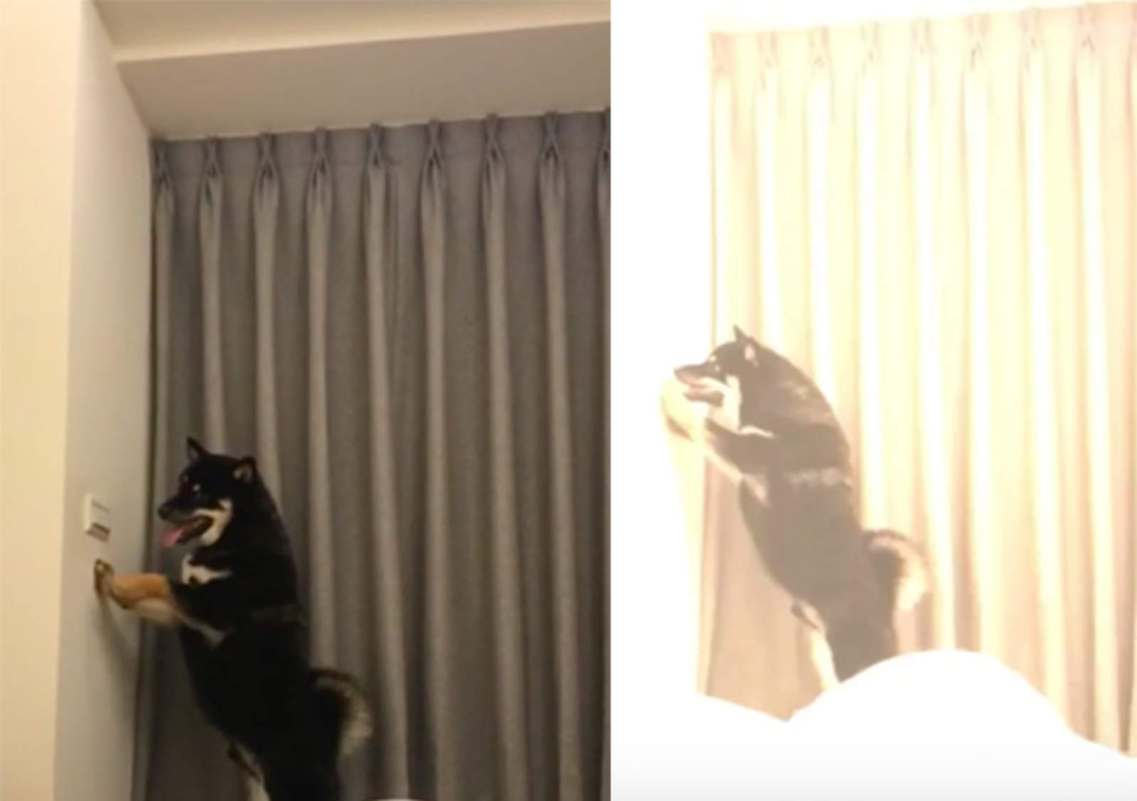Perro descubre botón de luz y su reacción se hace viral. Noticias en tiempo real
