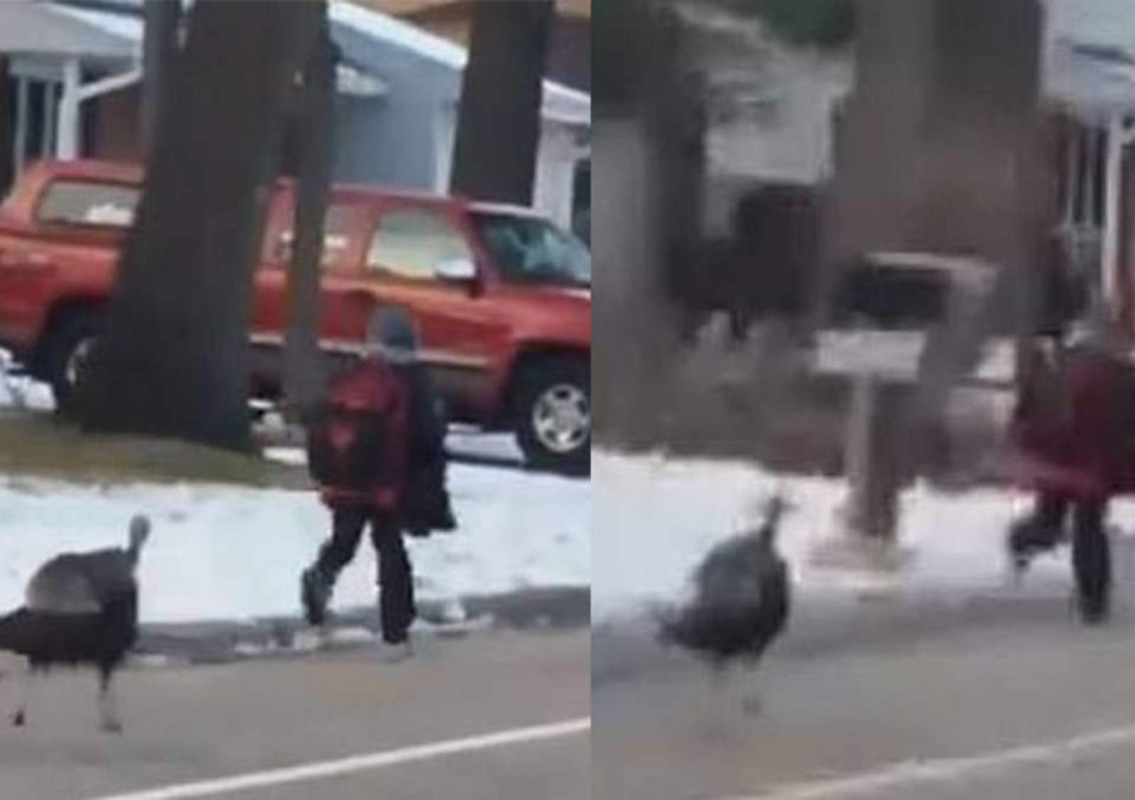 Captan a pavo persiguiendo a niño en vecindario. Noticias en tiempo real