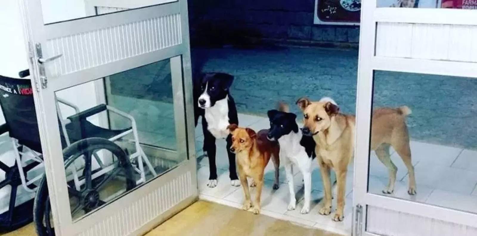 VIRAL: Conmueven perros esperando a su dueño afuera de clínica. Noticias en tiempo real