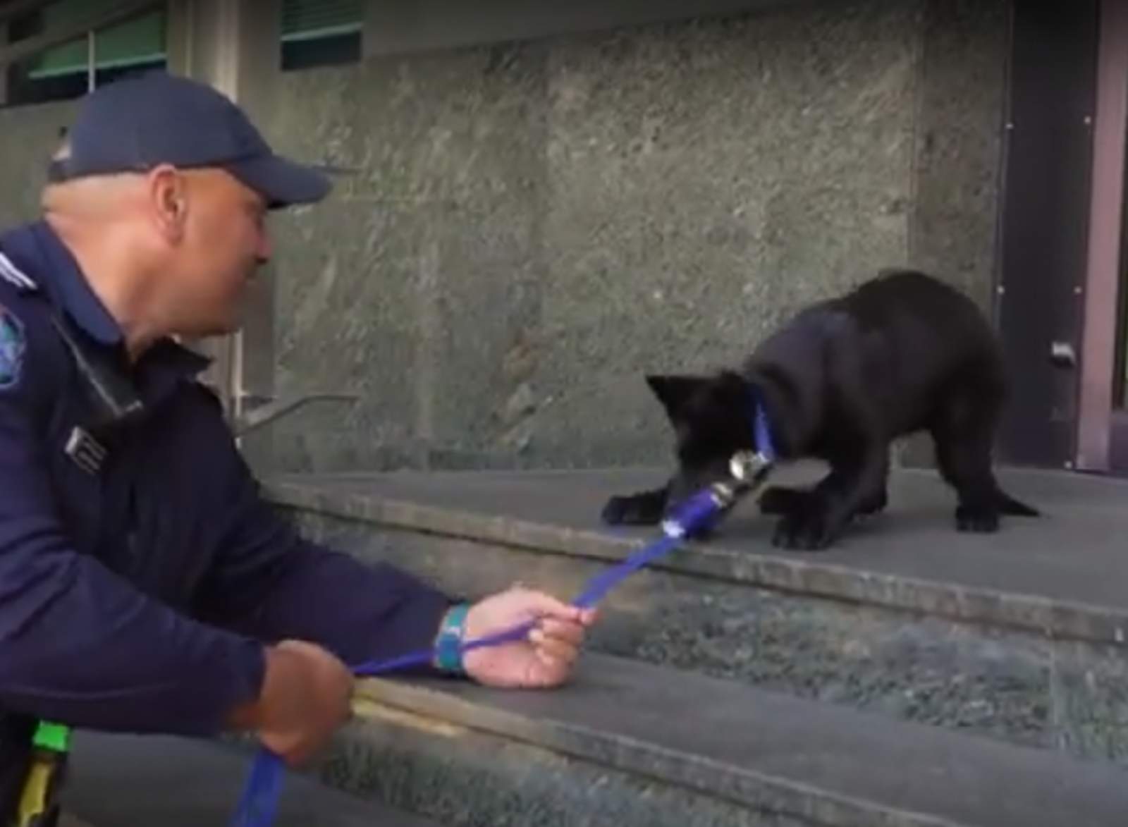 Este perro policía le tiene miedo a bajar las escaleras. Noticias en tiempo real