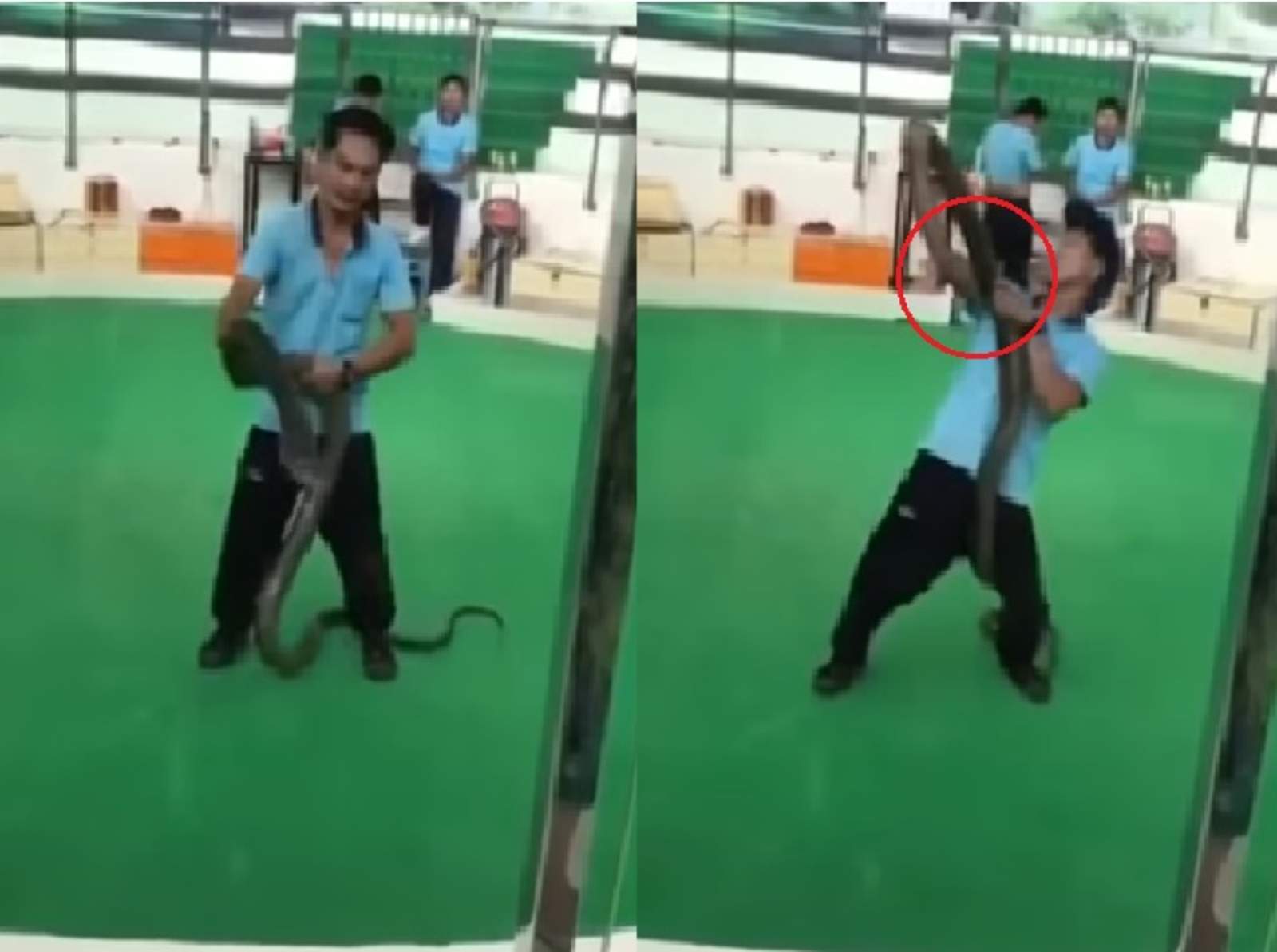 Encantador de serpientes es atacado por una cobra. Noticias en tiempo real
