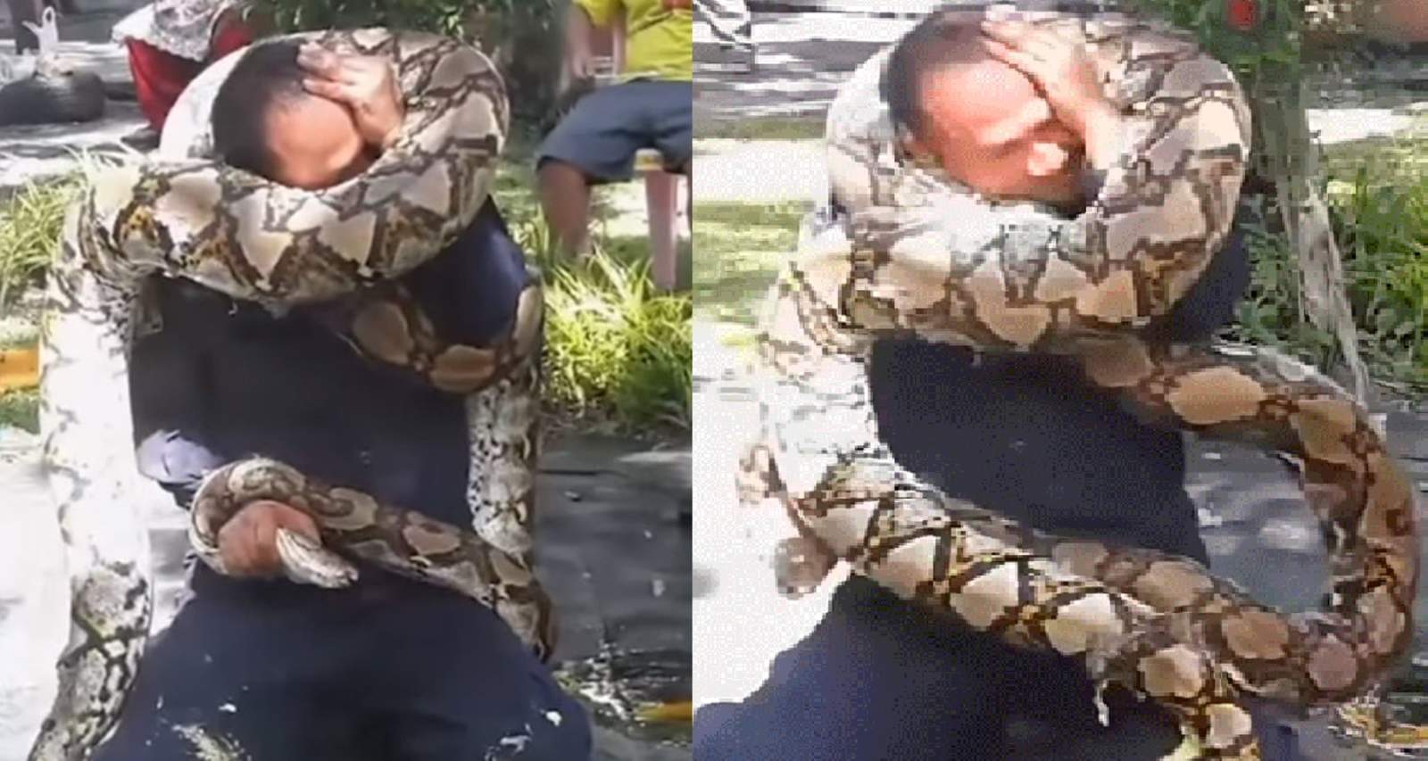 VIDEO: Bombero casi es estrangulado por una pitón. Noticias en tiempo real