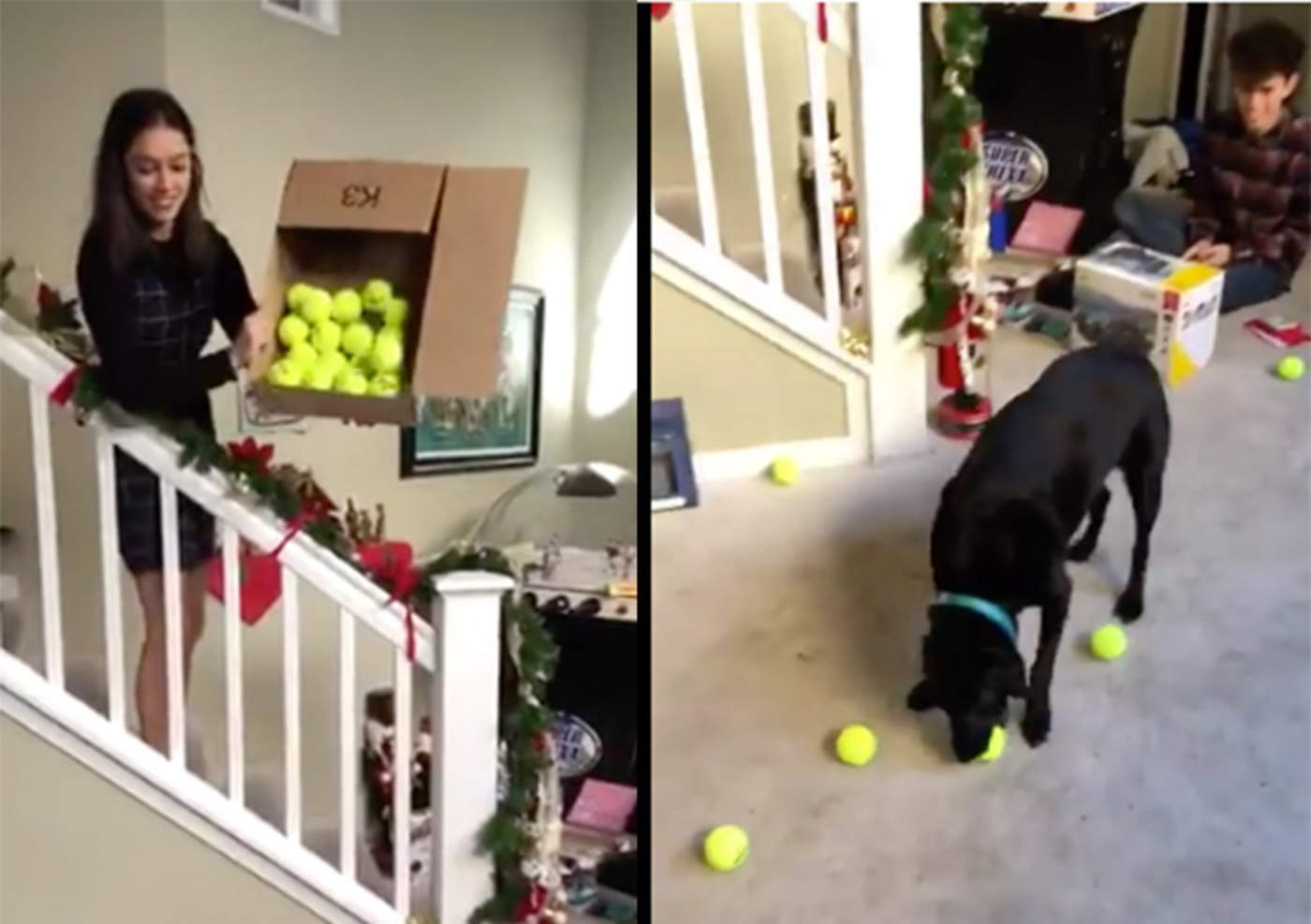 Le regalan 24 pelotas a un canino y su reacción divierte a miles. Noticias en tiempo real
