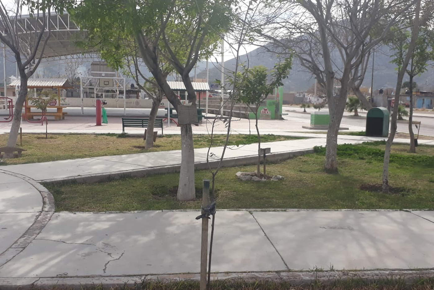 Reemplazan árboles dañados en Plaza. Noticias en tiempo real