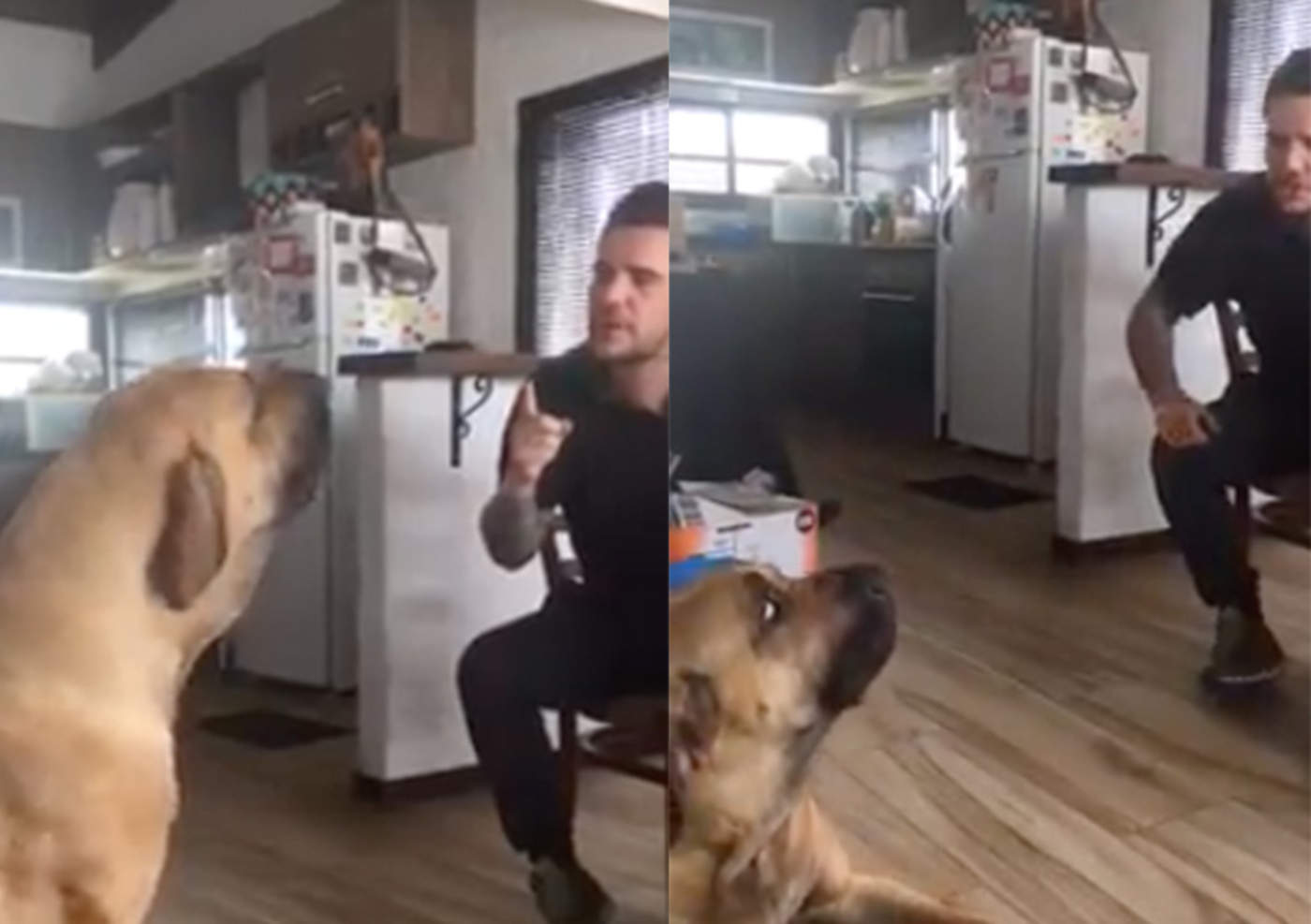 Conversación entre perro y su dueño se hace viral. Noticias en tiempo real