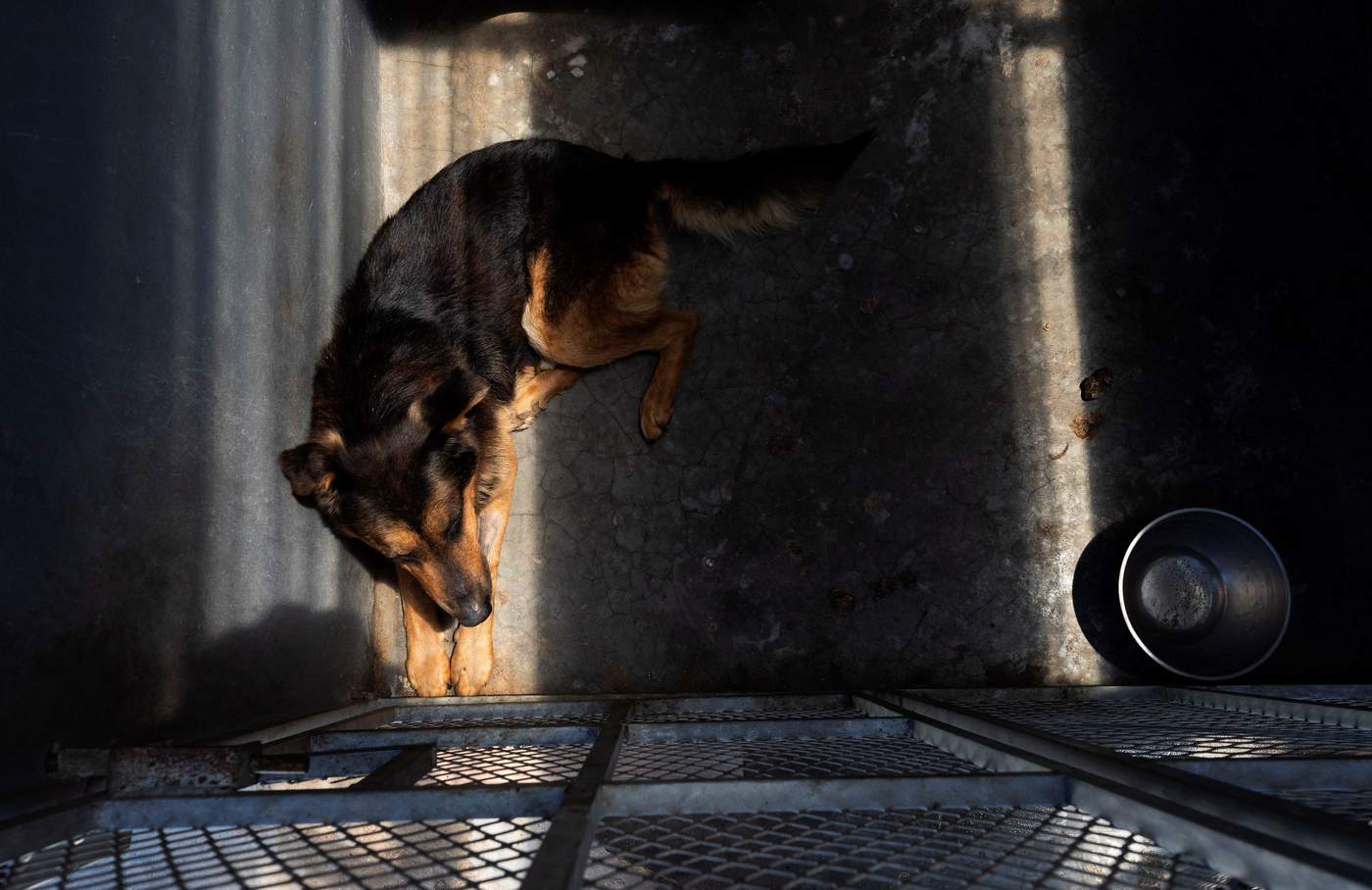 Policía Ambiental de Saltillo regresa mascotas extraviadas a dueños. Noticias en tiempo real