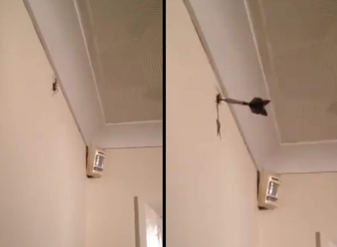 Mata una araña con un dardo y la red enfurece. Noticias en tiempo real