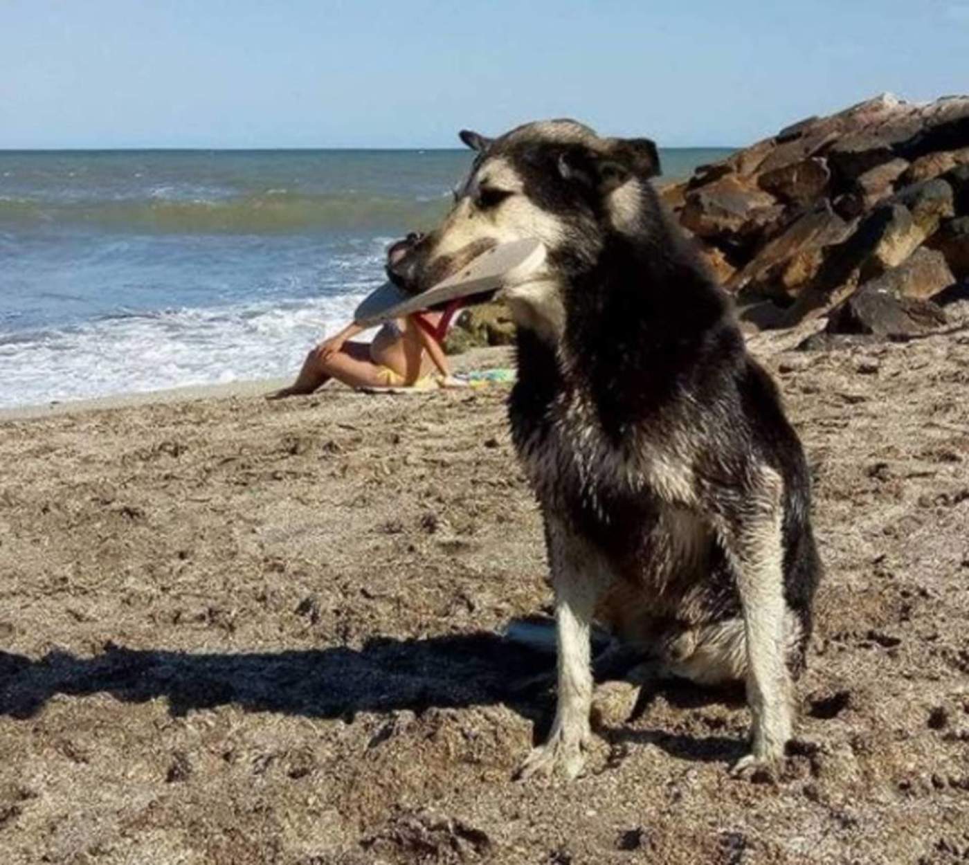 Perro roba sandalias en una playa y se vuelve viral. Noticias en tiempo real