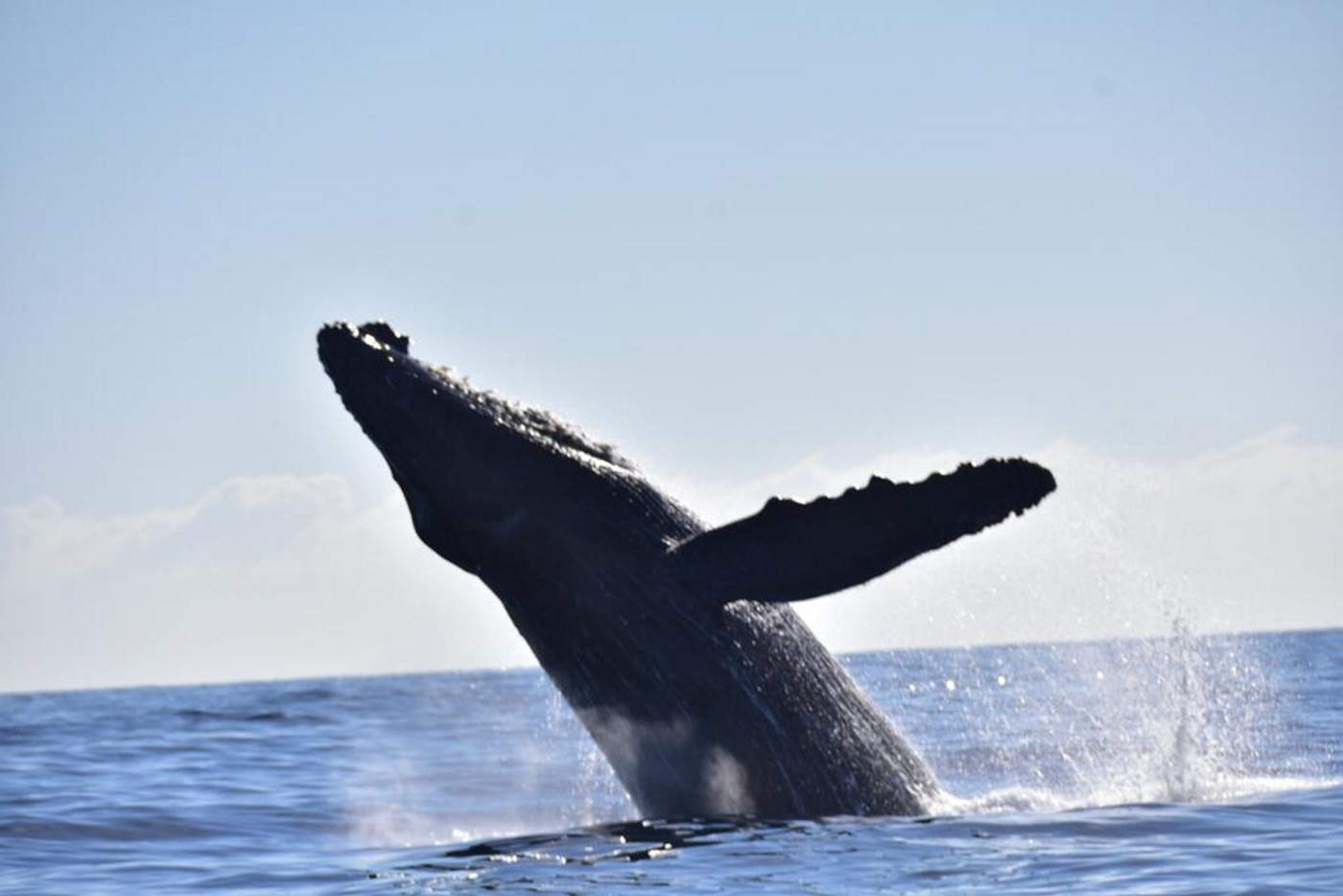 Inicia temporada de avistamiento de ballenas en Los Cabos. Noticias en tiempo real