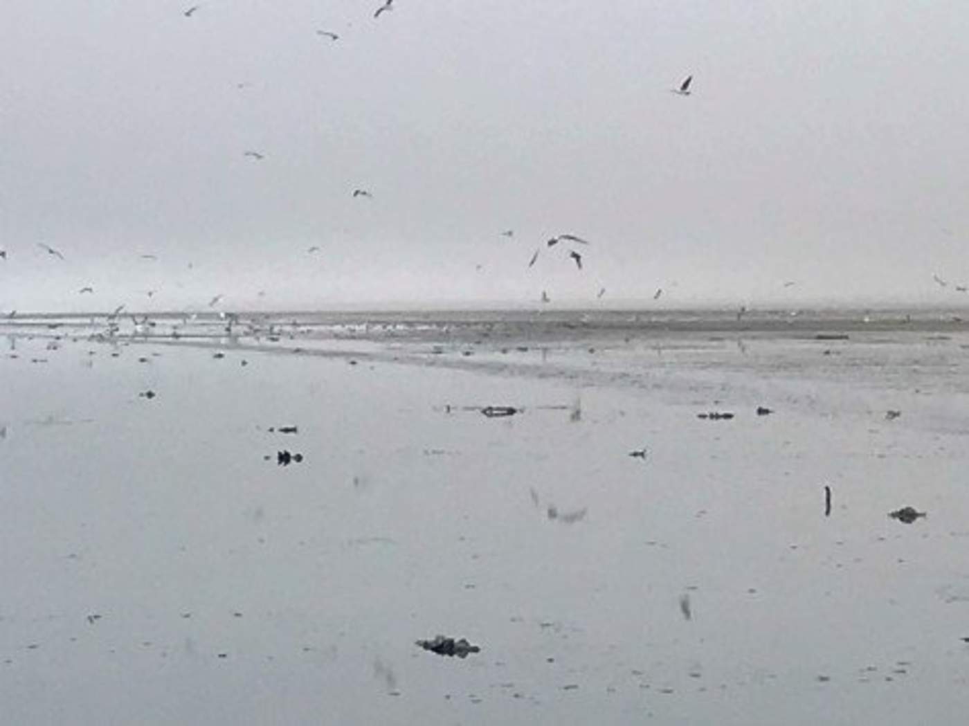 Mueren miles de aves migratorias en Salton Sea, California. Noticias en tiempo real