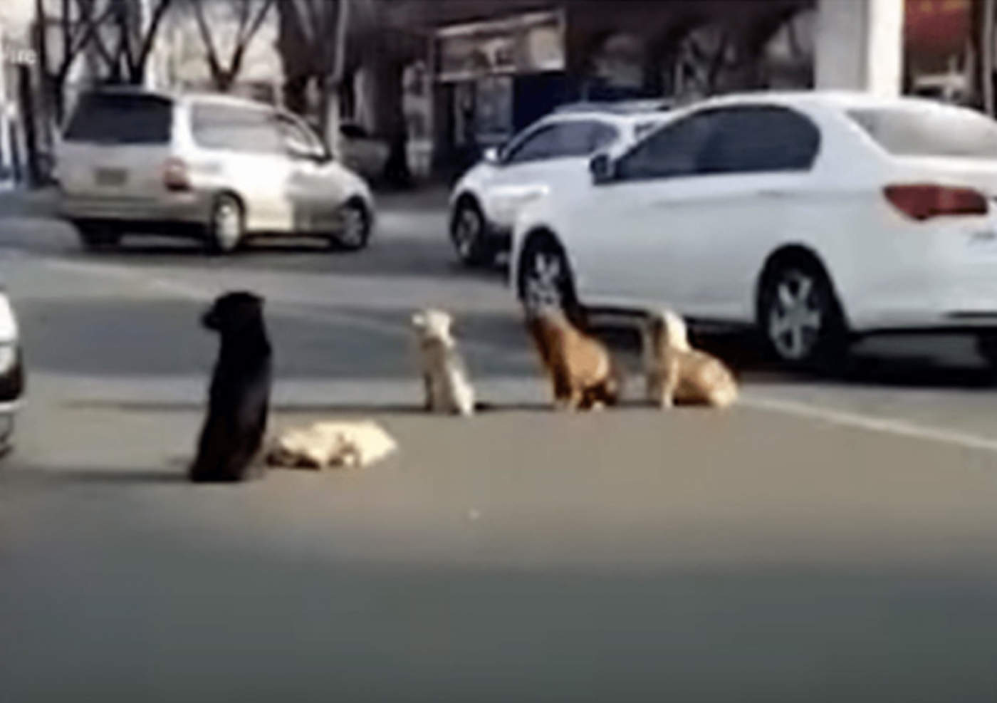 Perros bloquean calle para proteger cadáver de su amigo. Noticias en tiempo real