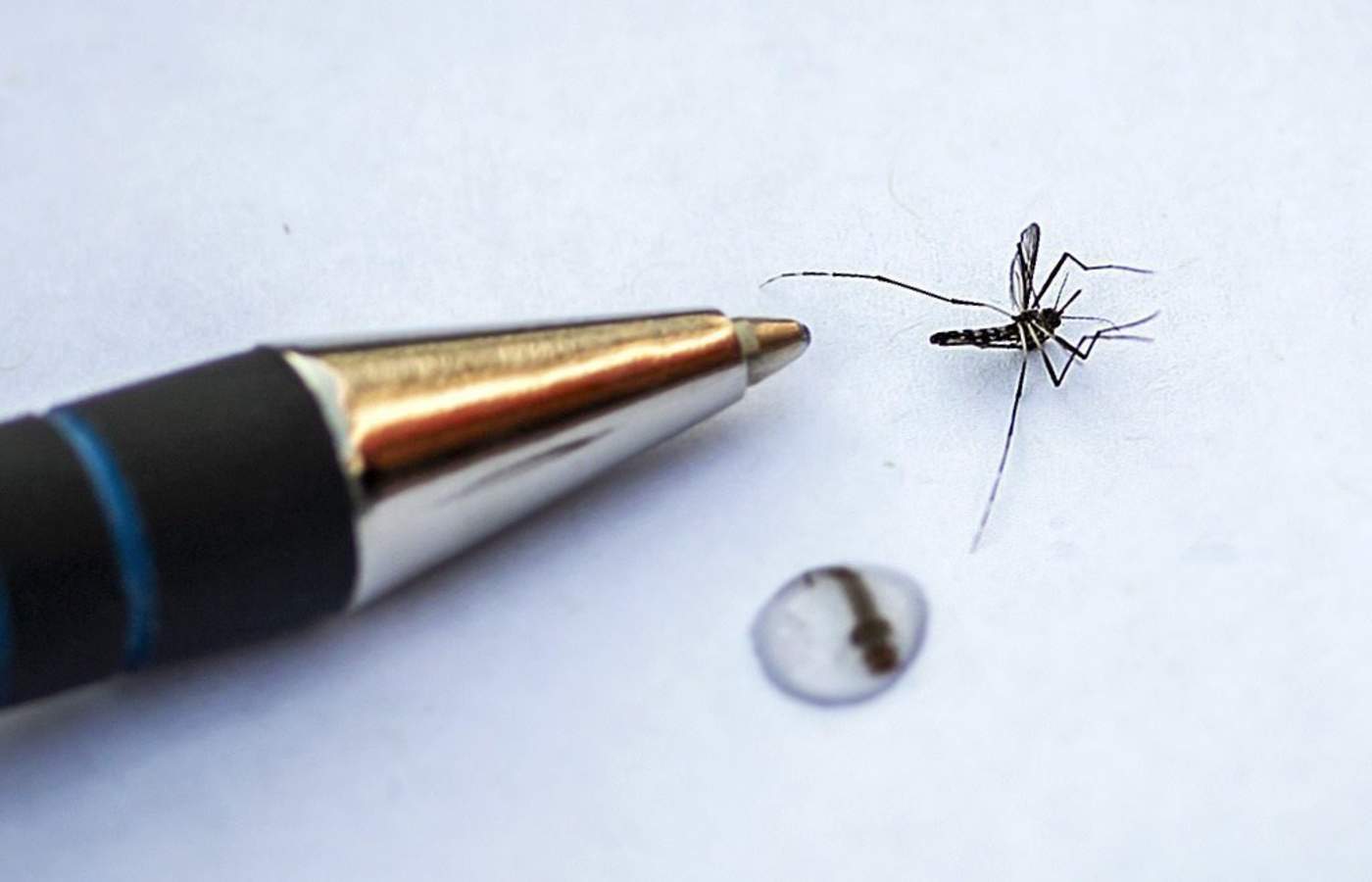 Investigan en Coahuila reproducción y control del mosquito Aedes aegypti. Noticias en tiempo real