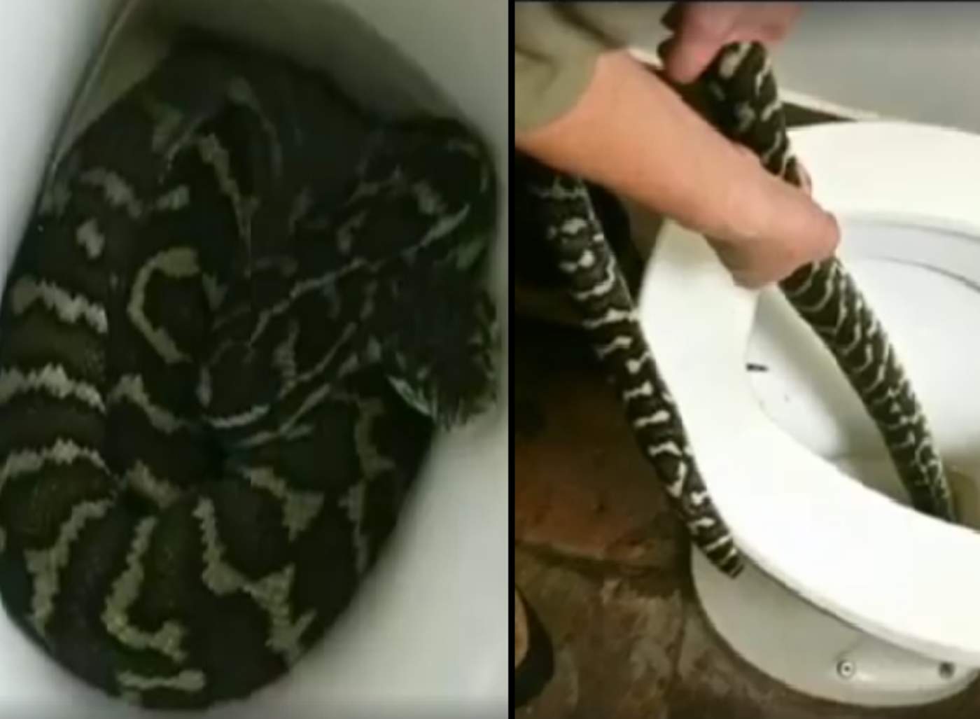 Mujer fue mordida por serpiente que salió de su inodoro. Noticias en tiempo real
