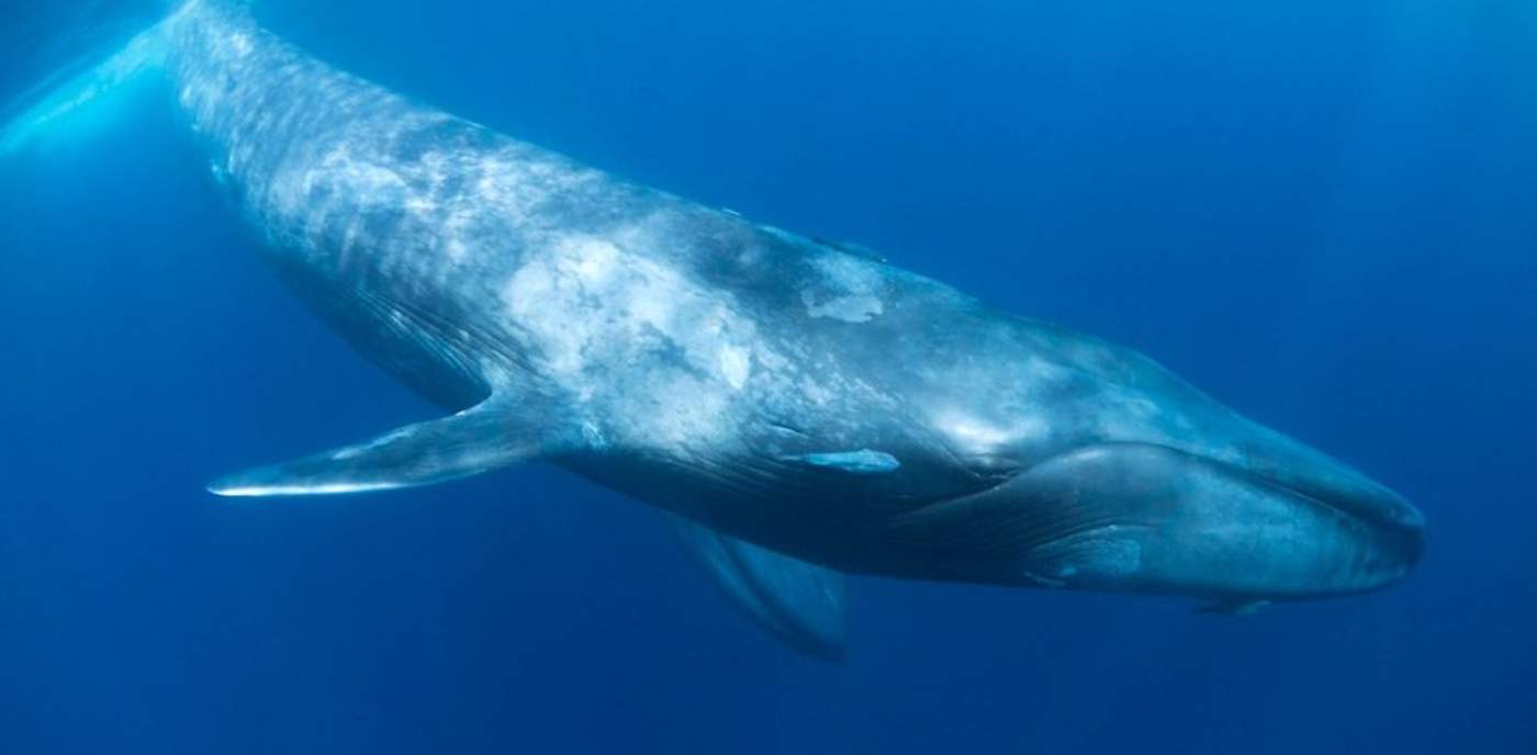 Costas de Lereto en BCS, listas para llegada de la ballena azul. Noticias en tiempo real