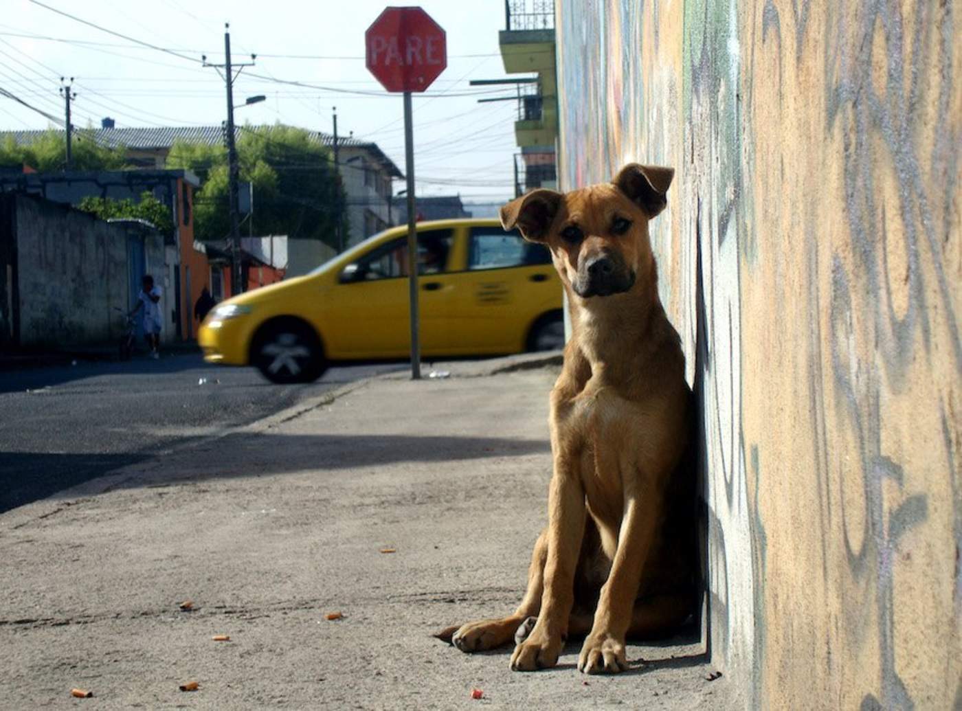 Hay en Ecatepec 700 mil perros en situación de abandono, señalan. Noticias en tiempo real