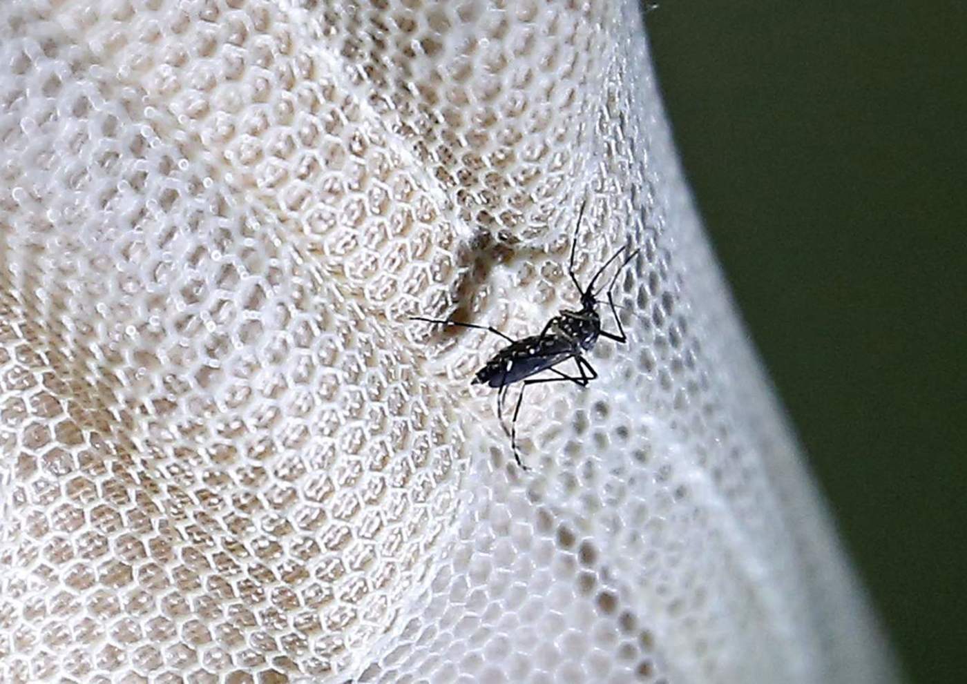 Una infección previa por dengue protege contra el zika. Noticias en tiempo real