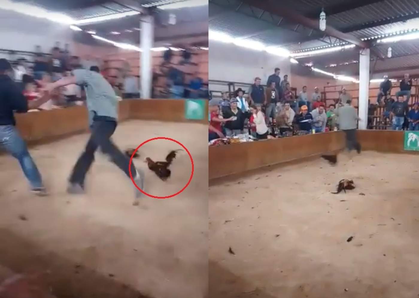 VIRAL: Gallo se revela contra su dueño durante una pelea de gallos. Noticias en tiempo real