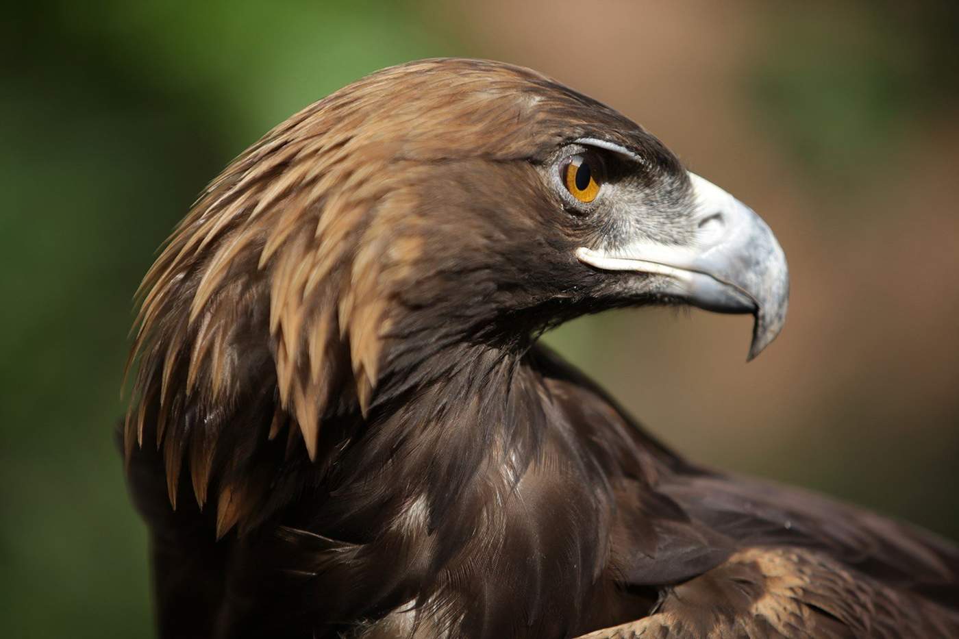 Recorte de fondos amenaza futuro del águila real. Noticias en tiempo real