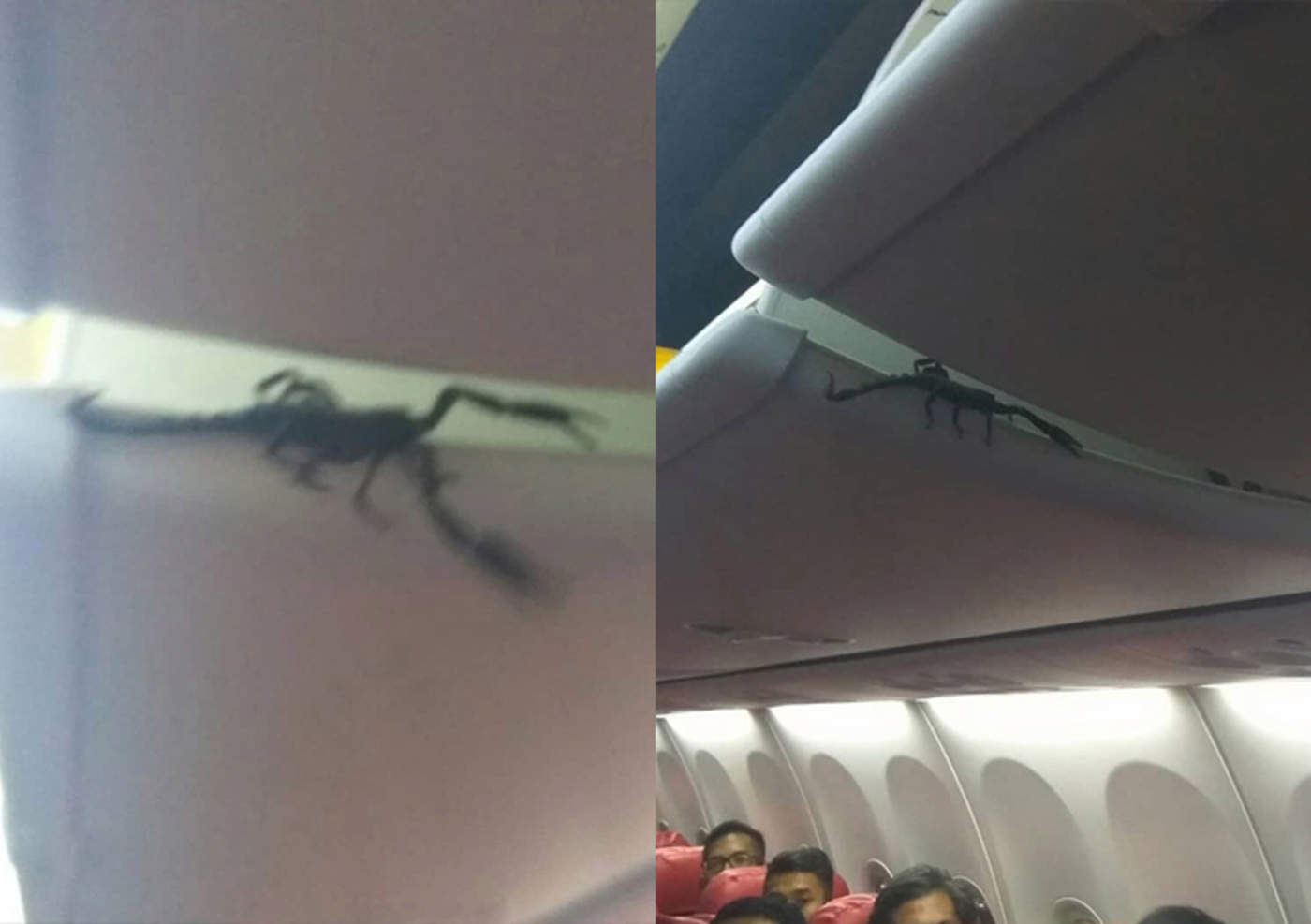 Escorpión de 30 centímetros aterroriza a pasajeros de avión. Noticias en tiempo real
