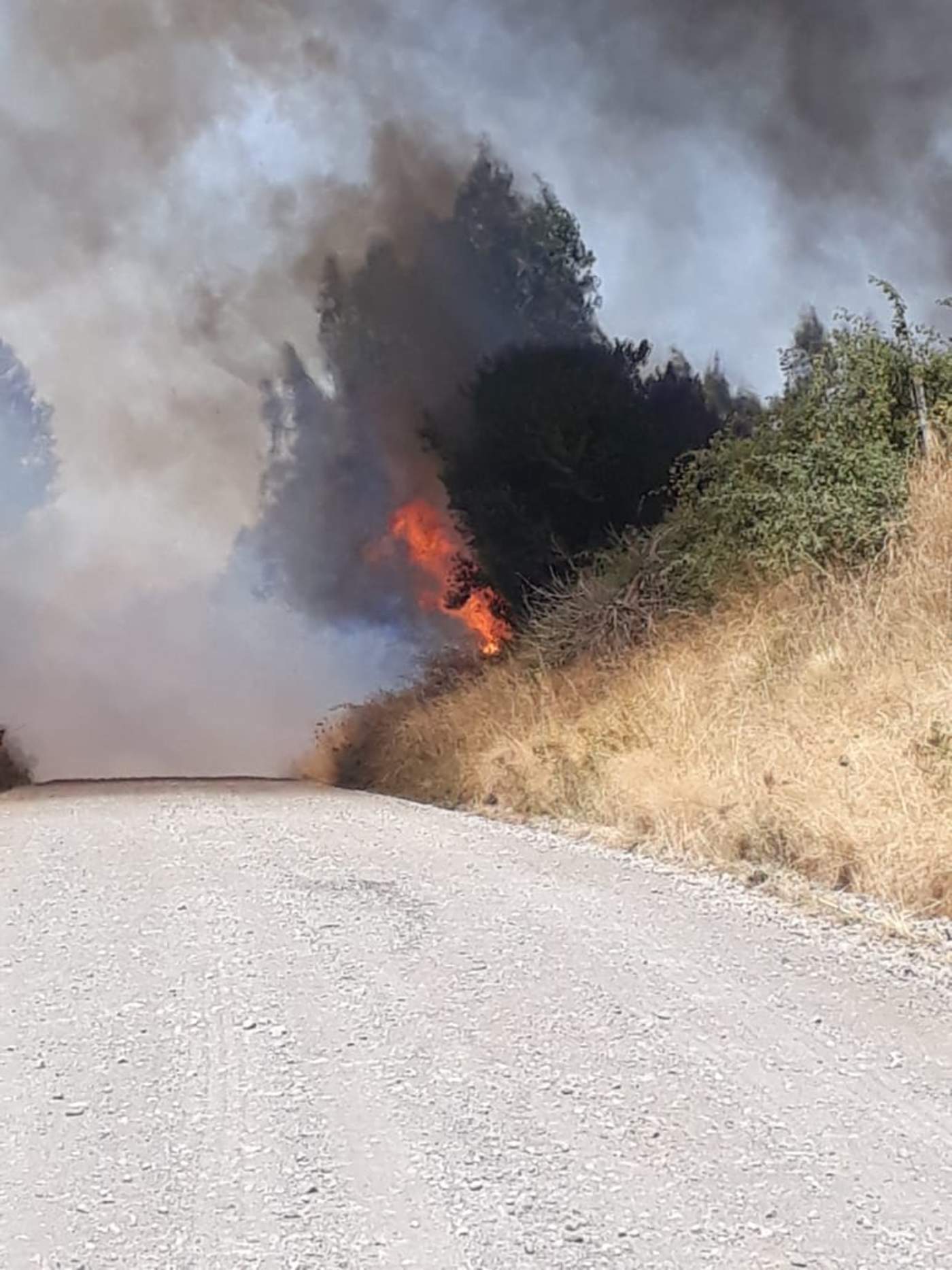 Reportan 40 incendios activos en zonas de Chile. Noticias en tiempo real