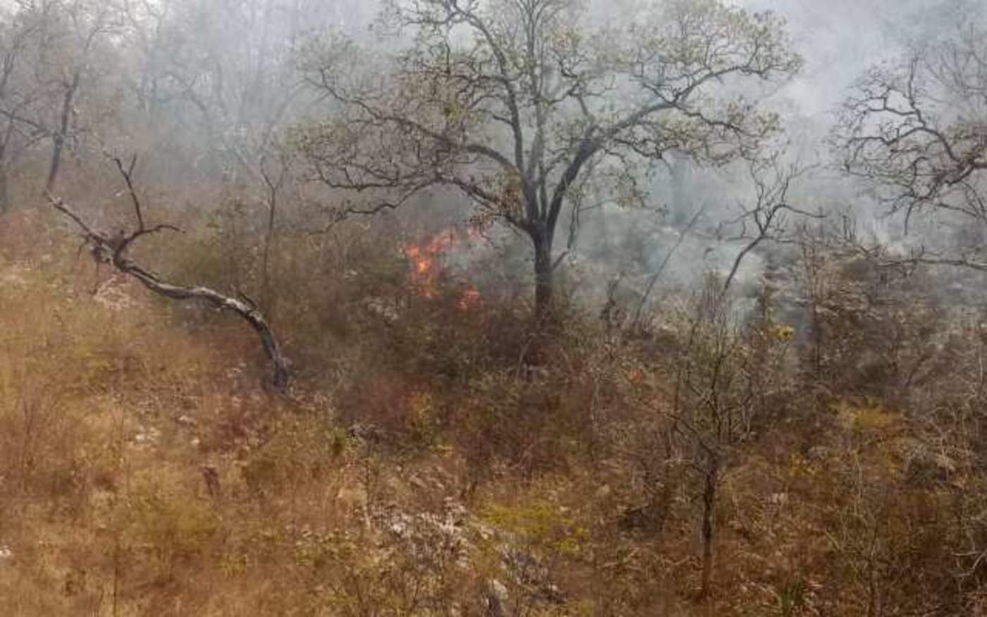 Incendio consume 50 hectáreas en el Cañón del Sumidero. Noticias en tiempo real