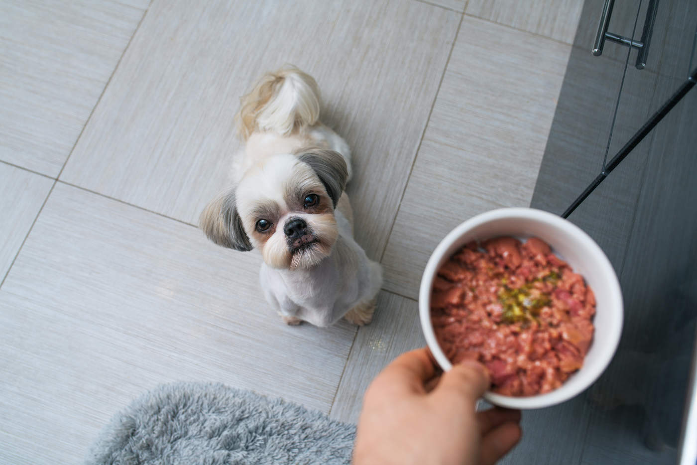 ¿Qué es mejor para tu perro, croquetas o dieta BARF?. Noticias en tiempo real