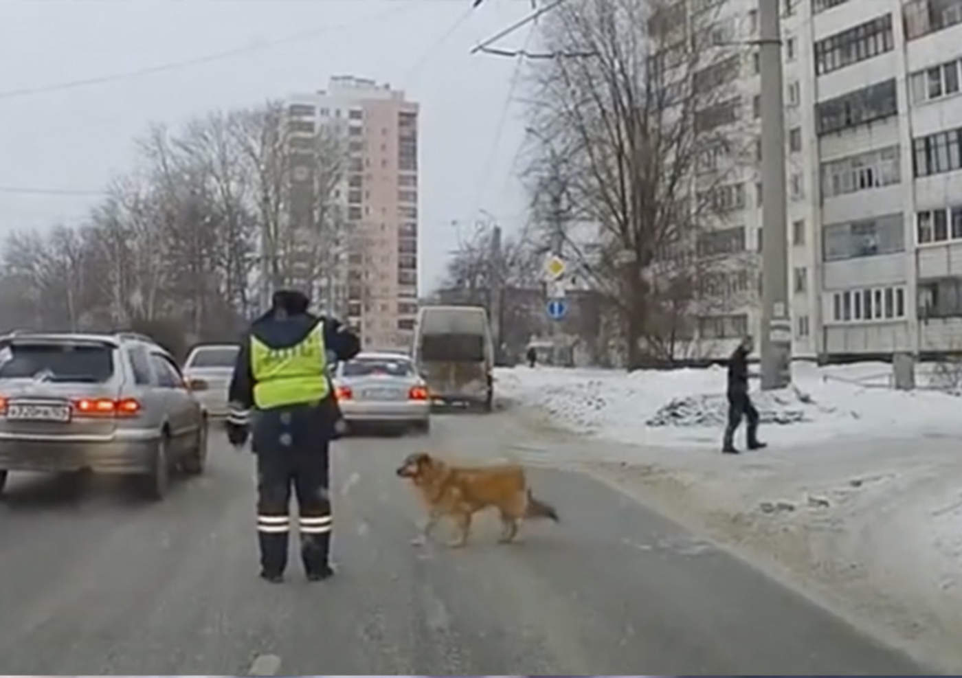 Policía detiene tráfico para dejar a perrito cruzar la calle. Noticias en tiempo real