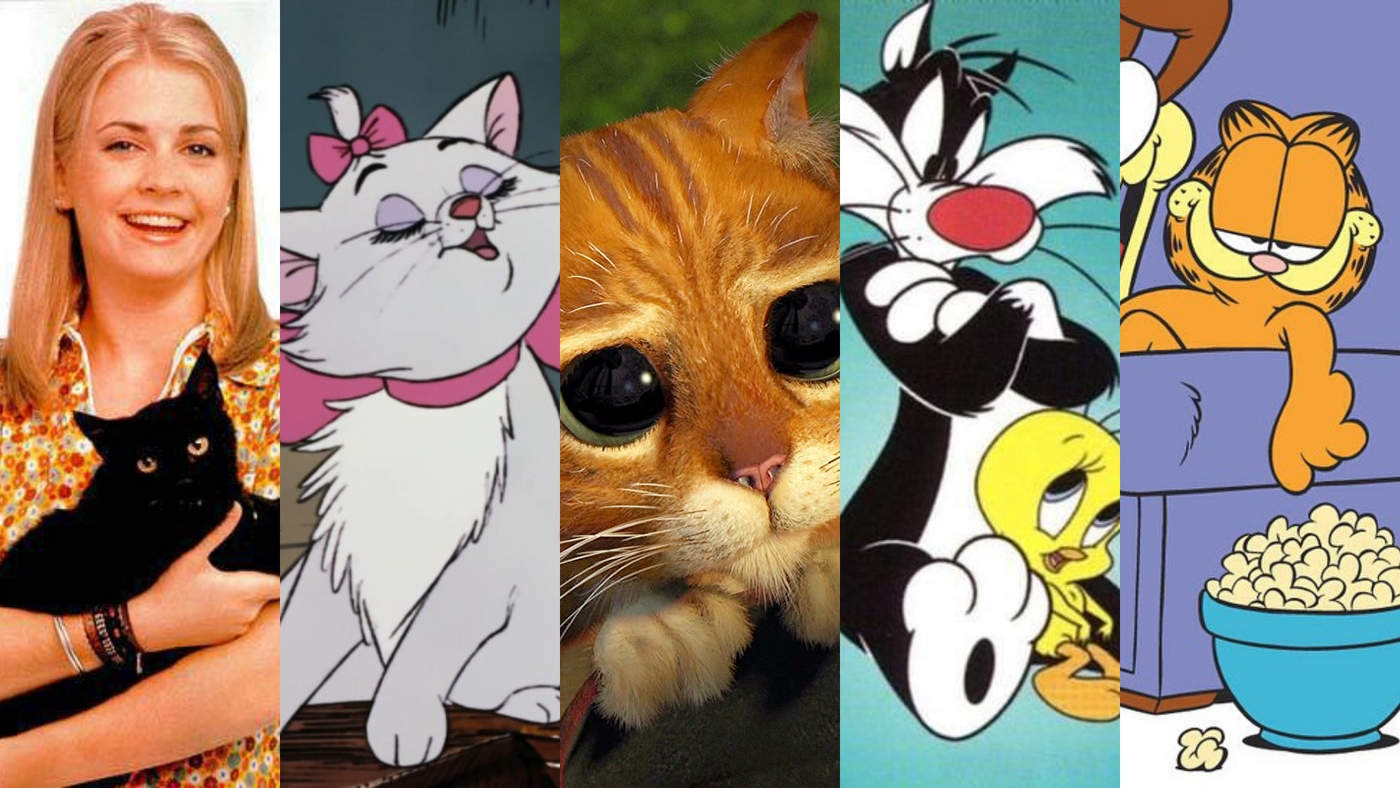 Los gatos más populares de la televisión y el cine. Noticias en tiempo real