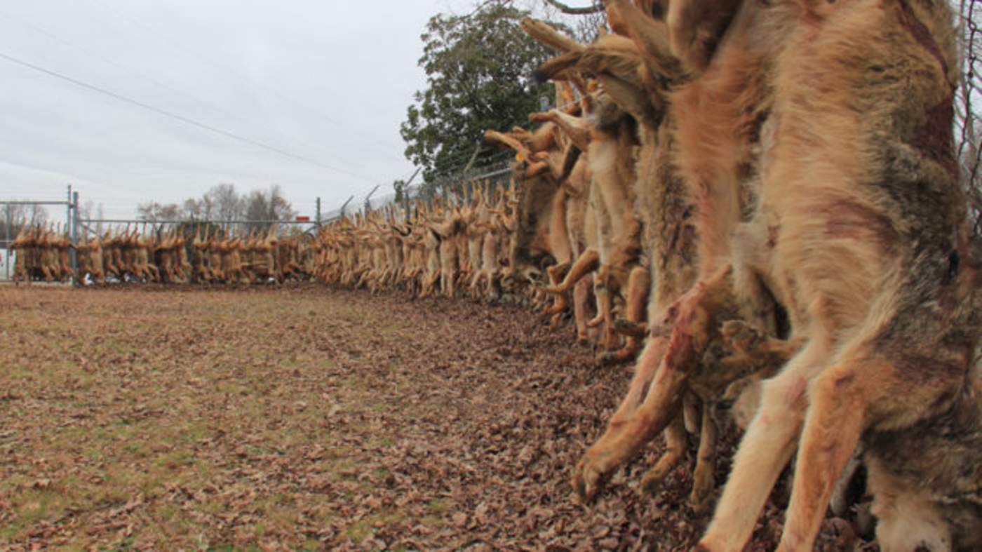 Encuentran a 73 coyotes muertos en Carolina del Norte, EUA. Noticias en tiempo real