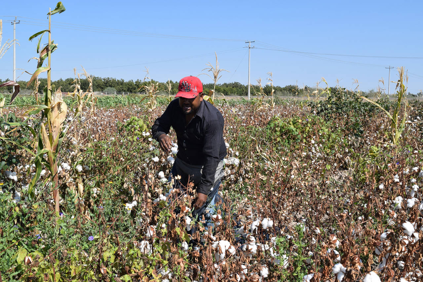 Cultivo de algodón en La Laguna rompe récord. Noticias en tiempo real