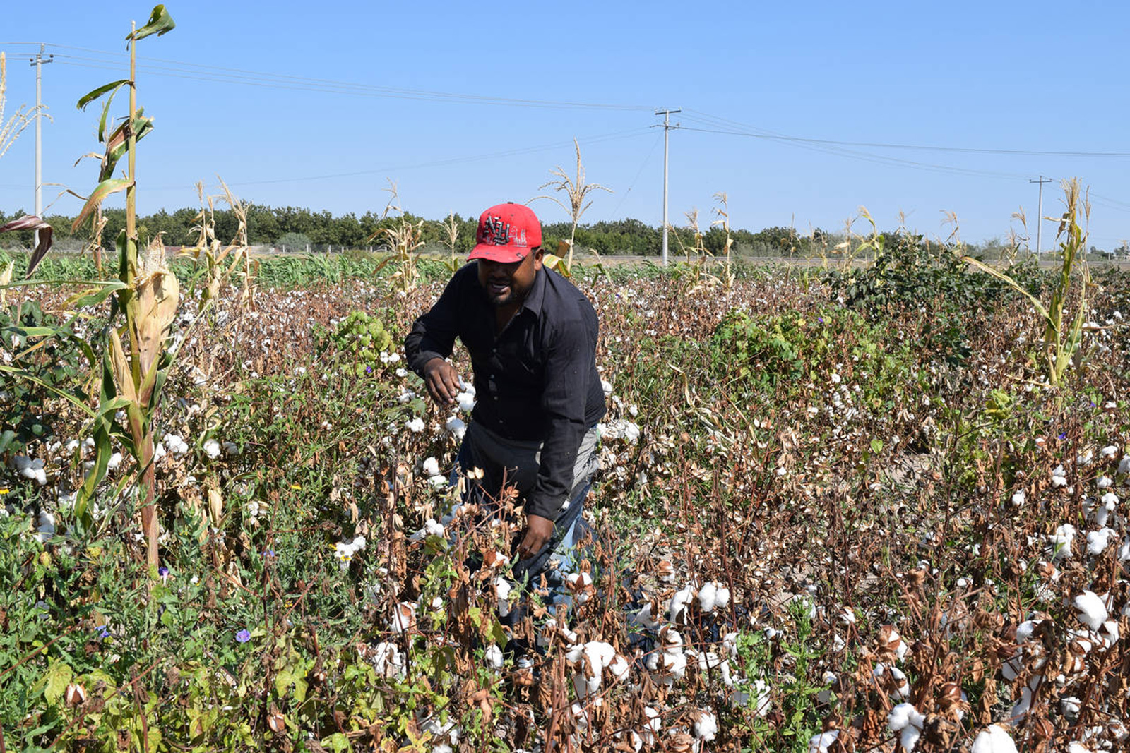Cultivo de algodón en La Laguna rompe récord, El Siglo de Torreón
