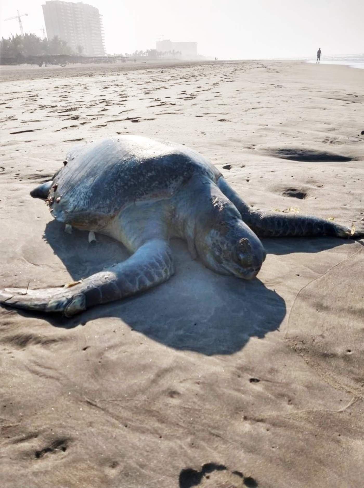 Encuentran decenas de tortugas y un delfín muertos en varias playas. Noticias en tiempo real