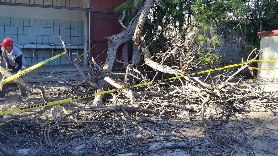 Caen árboles en tres primarias de Matamoros por tolvanera. Noticias en tiempo real
