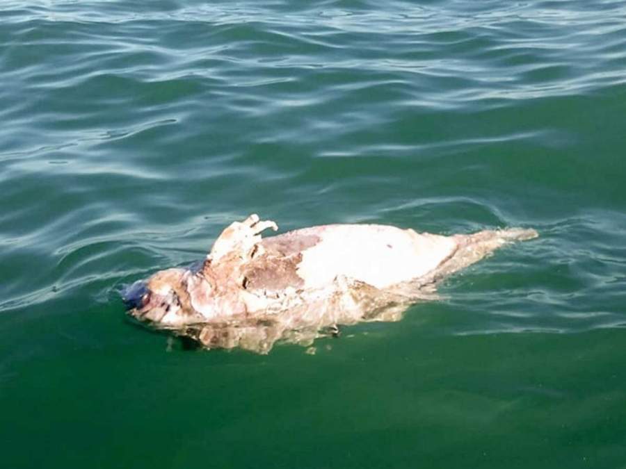 Rescatan posibles restos de vaquita marina en Golfo de California. Noticias en tiempo real