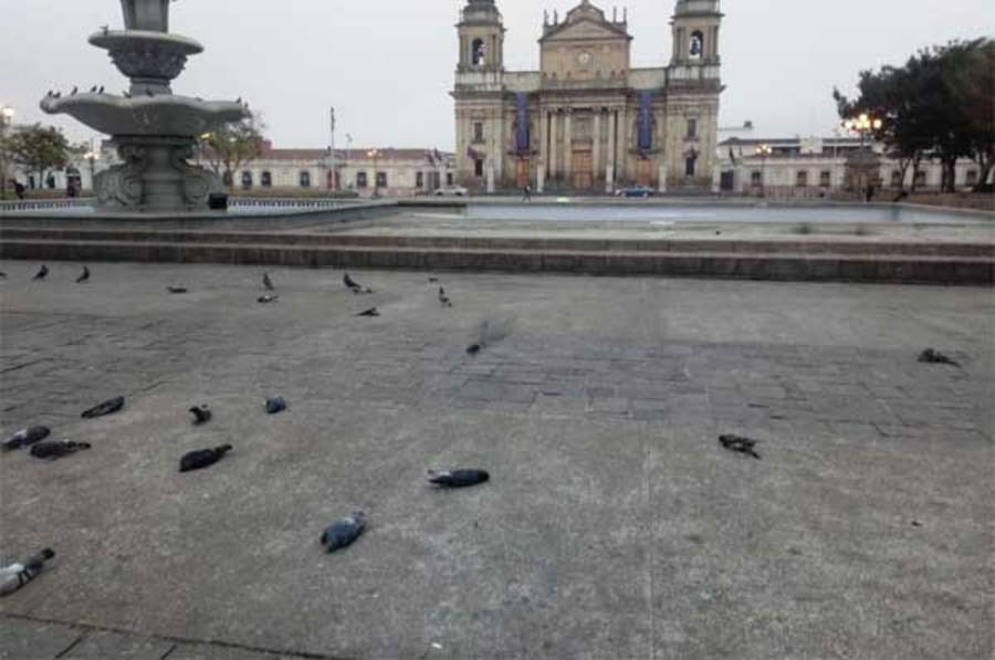 Encuentran muertas a más de 100 aves en centro de Guatemala. Noticias en tiempo real