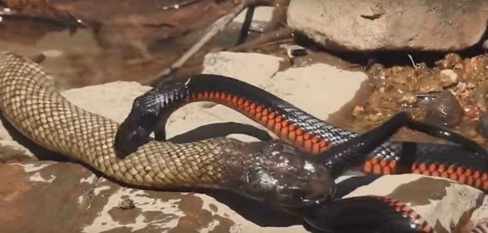 VIRAL: Batalla a muerte entre dos serpientes venenosas. Noticias en tiempo real