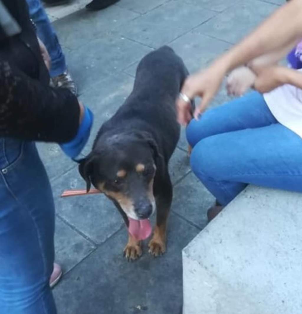 Adoptan a Mazapán, el más famoso perro de Oaxaca. Noticias en tiempo real