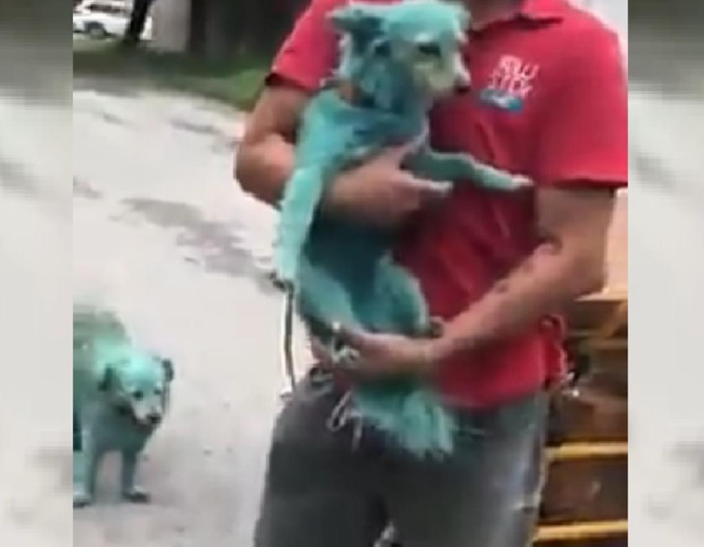 VIRAL: Aparecen perros pintados de color verde en Nuevo León. Noticias en tiempo real