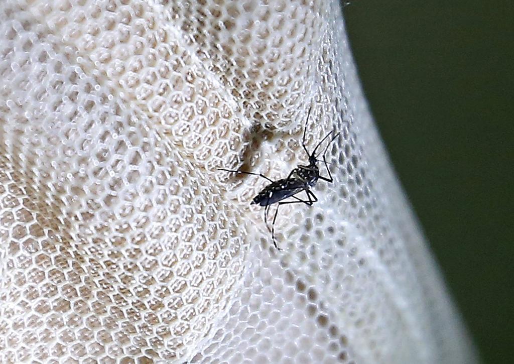 Arranca jornada contra el dengue, zika y chikungunya. Noticias en tiempo real