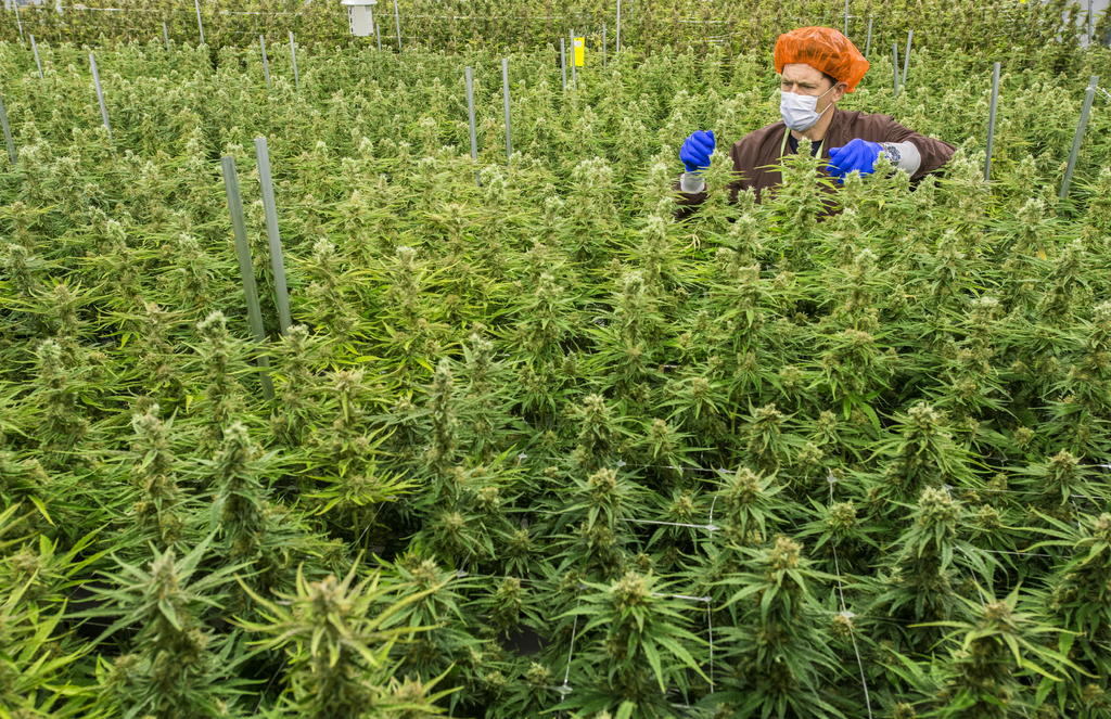 Empresas de marihuana esperan legalización para acuerdo multimillonario. Noticias en tiempo real