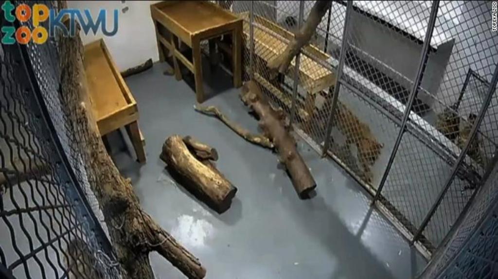 Tigre ataca a una cuidadora de un zoológico de EUA. Noticias en tiempo real