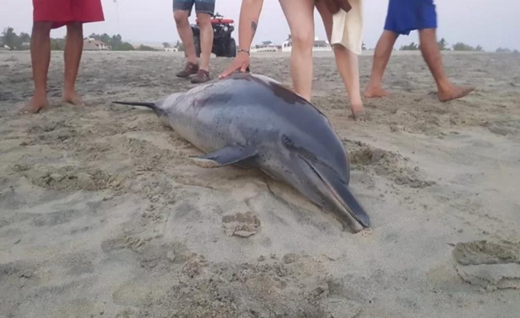 Localizan delfín muerto en playa de Puerto Escondido. Noticias en tiempo real