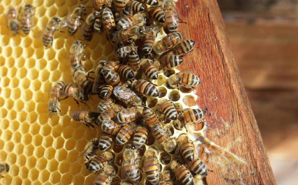 Destacan la importancia de las abejas en el planeta. Noticias en tiempo real
