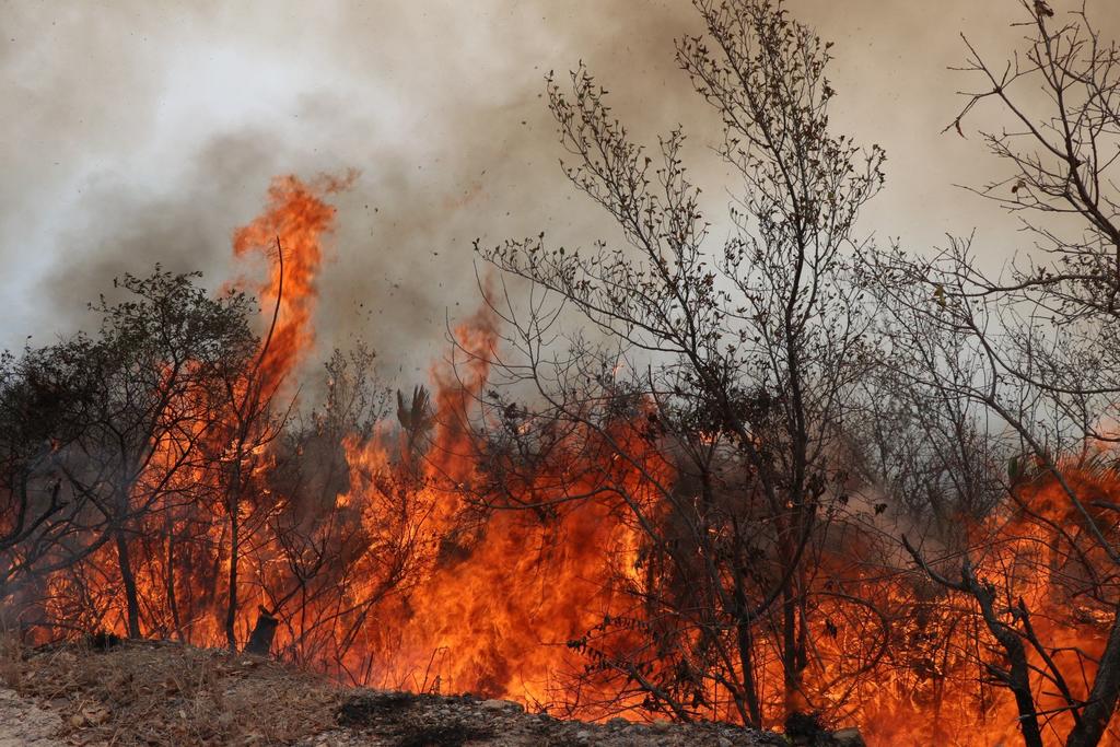 Guerrero suma 160 incendios forestales en lo que va de la temporada. Noticias en tiempo real