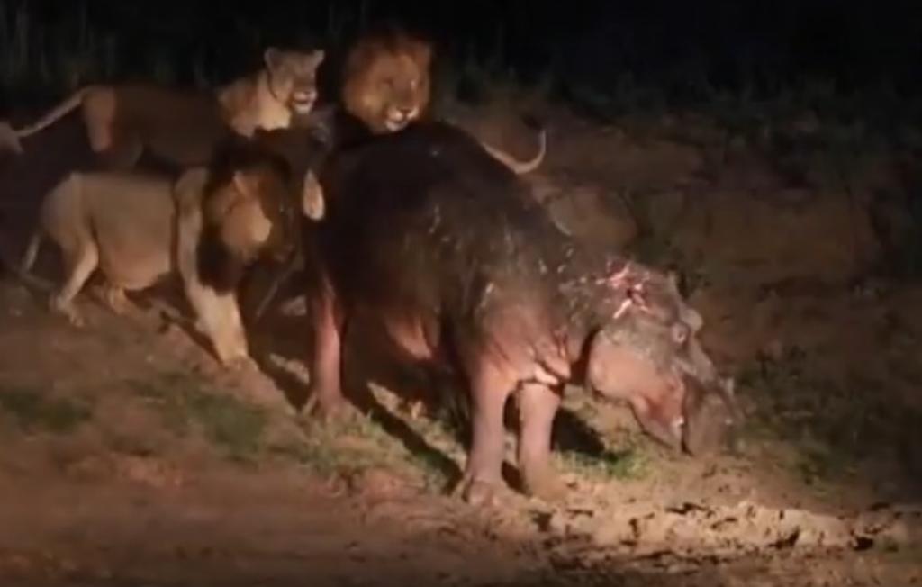 Cinco leones atacan a la vez a un hipopótamo y no le hacen nada. Noticias en tiempo real