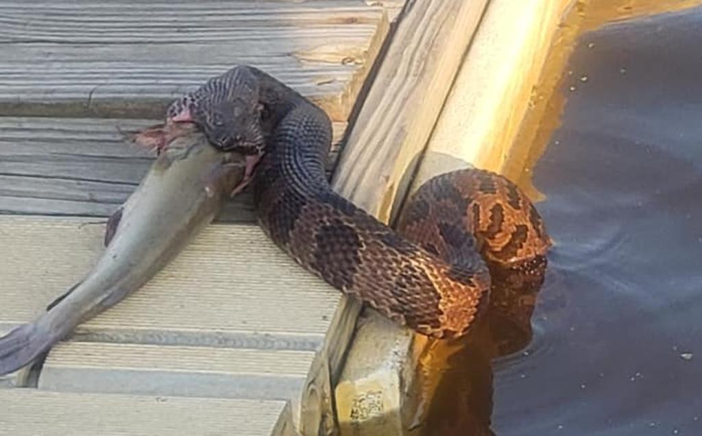 VIRAL: Serpiente intenta devorar a un pez bagre. Noticias en tiempo real