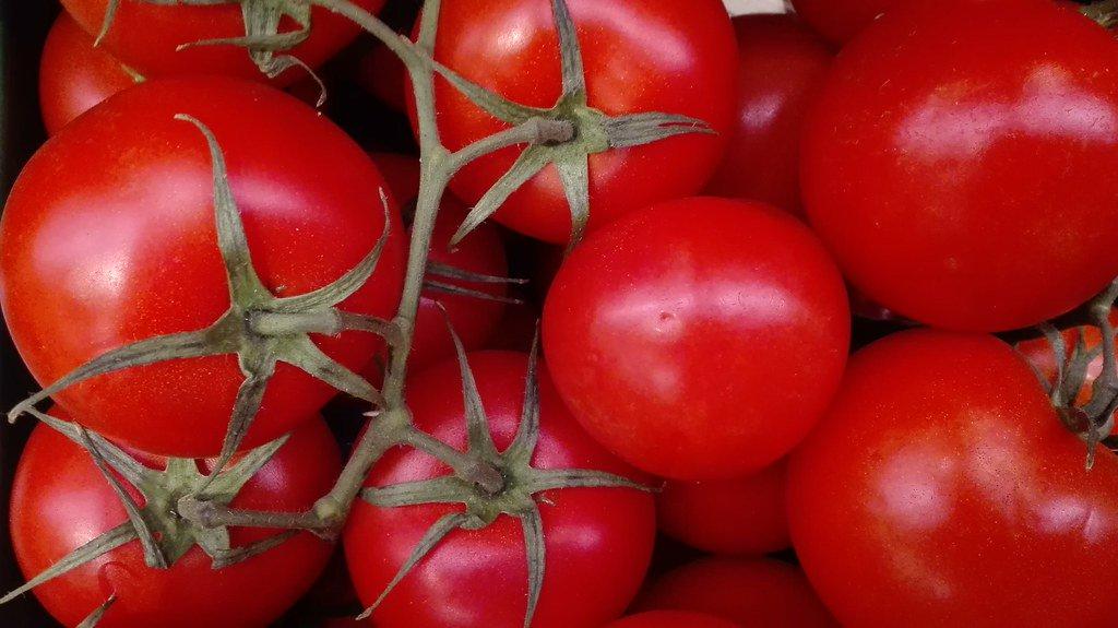 Presenta EUA nuevo obstáculo a productores de tomate. Noticias en tiempo real